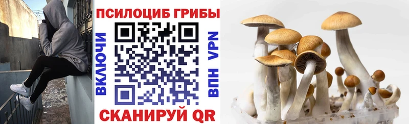 Псилоцибиновые грибы MAGIC MUSHROOMS  блэк спрут зеркало  Вилюйск 